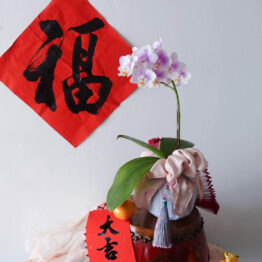 Lucky Chinese New Year CNY 2022 AfterRainFlorist PJ Malaysia Florist KL Selangor Klang Valley Flower & Gift Delivery Service Phalaenopsis Orchid Potted Plant Abundant Wealth CNY Cute Mini Phalaenopsis Orchid Pot 1 stalk